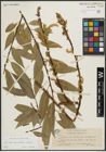 Foto von Salix alba subsp. vitellina (L.) Arcang. x Salix fragilis L.